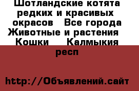 Шотландские котята редких и красивых  окрасов - Все города Животные и растения » Кошки   . Калмыкия респ.